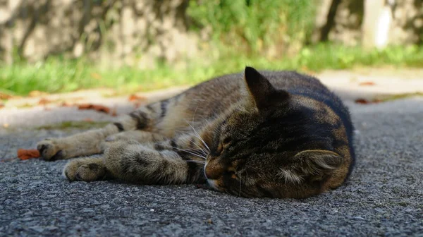 Kočka Spí Asfaltu Zahrady Farmě — Stock fotografie