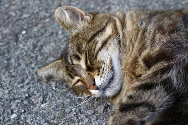 这只猫睡在农场花园附近的沥青路面上 — 图库照片