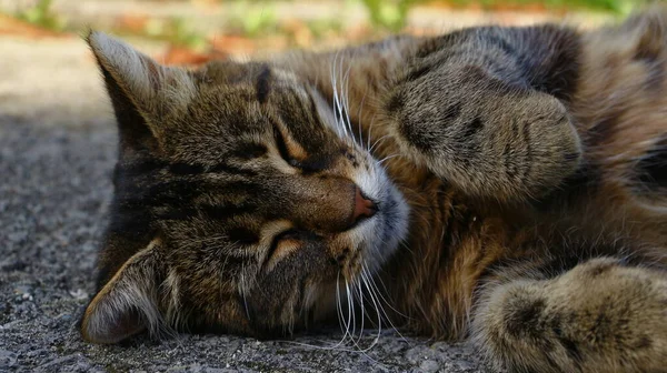Die Katze Schläft Auf Dem Asphalt Neben Dem Garten Auf — Stockfoto