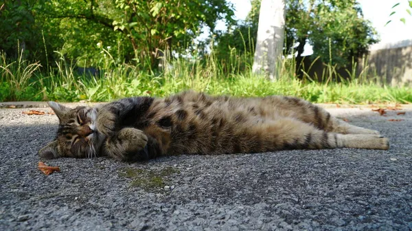 这只猫睡在农场花园附近的沥青路面上 — 图库照片