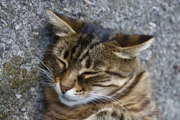 Die Katze Schläft Auf Dem Asphalt Neben Dem Garten Auf — Stockfoto