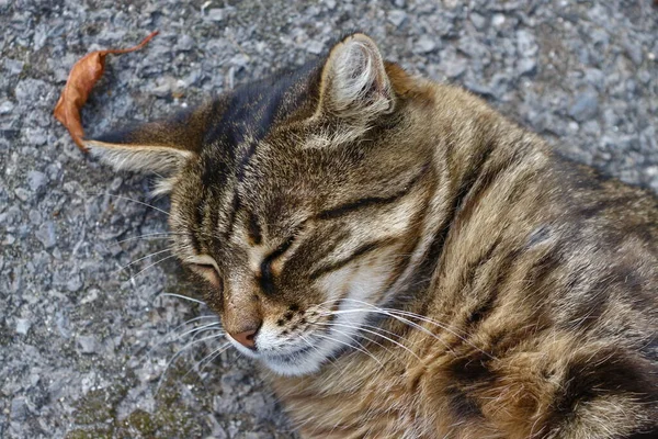 Γάτα Κοιμάται Στην Άσφαλτο Κοντά Στον Κήπο Στο Αγρόκτημα — Φωτογραφία Αρχείου