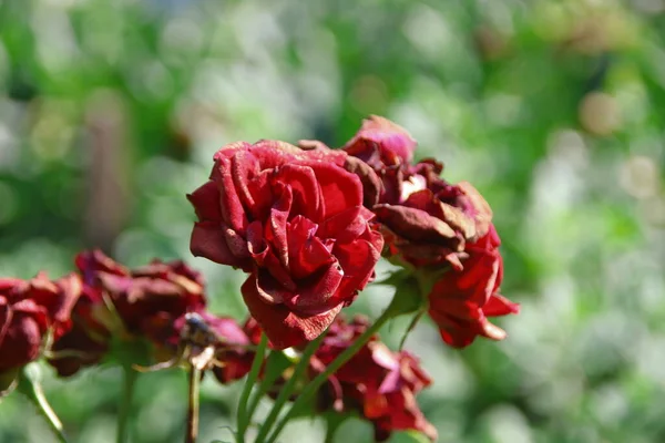 Rosas Vermelhas Jardim Perto Casa — Fotografia de Stock
