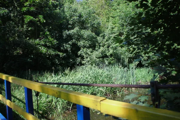 Alberi Foglie Verdi Nel Parco Agosto — Foto Stock