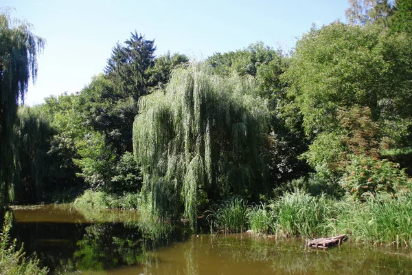 Drzewa Zielone Liście Parku Sierpniu — Zdjęcie stockowe