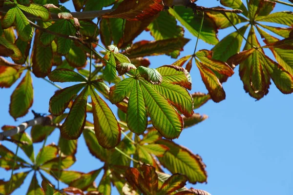 Желто Зеленые Каштановые Листья Парке — стоковое фото