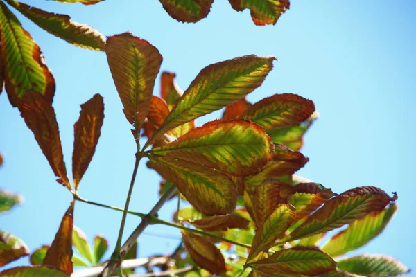 Folhas Castanha Verde Amarelas Parque — Fotografia de Stock