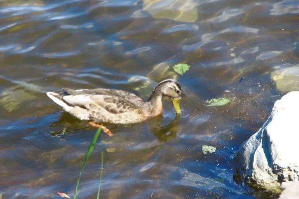 Canard Sauvage Sur Eau Dans Étang Parc Août — Photo