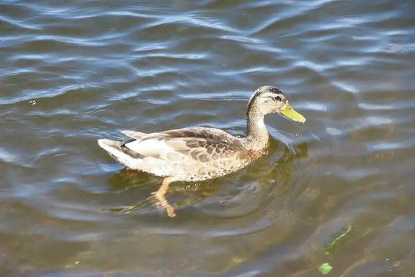 Wildenten Auf Dem Wasser Einem Teich Park August — Stockfoto