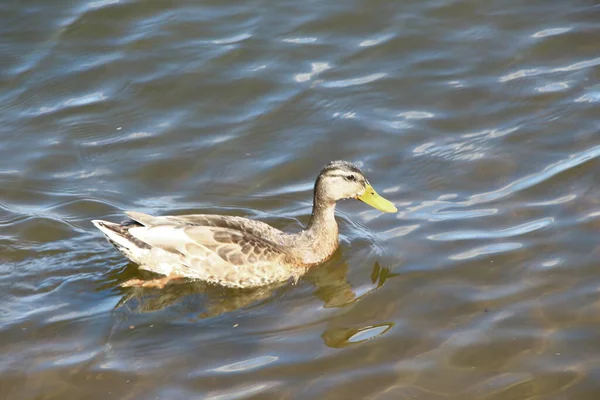 Wild Duck Water Pond Park August — Stock Photo, Image