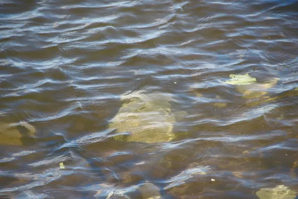 Wellen Auf Dem Wasser Schlammigen Wasser Des Teiches — Stockfoto