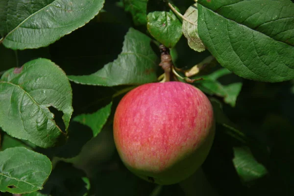 Red Green Apples Tree August — Stock Photo, Image