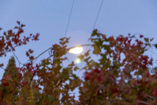 Bagas Vermelhas Viburnum Lanterna Noite — Fotografia de Stock