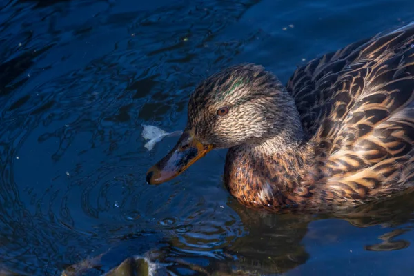 Wild Duck Swims Water Pond September — Stock Photo, Image