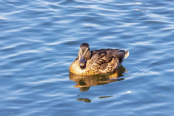 九月份野鸭在池塘里的水面上游泳 — 图库照片