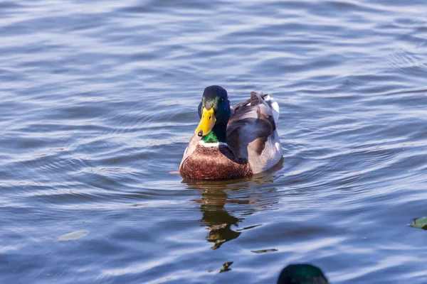 Pato Selvagem Nada Água Lagoa Setembro — Fotografia de Stock