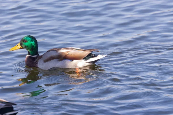 Wildente Schwimmt September Teich — Stockfoto