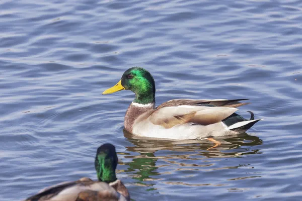 九月份野鸭在池塘里的水面上游泳 — 图库照片