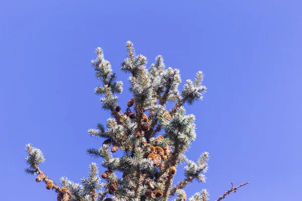 Branches Vertes Sapin Noël Sur Des Cônes Sur Fond Ciel — Photo