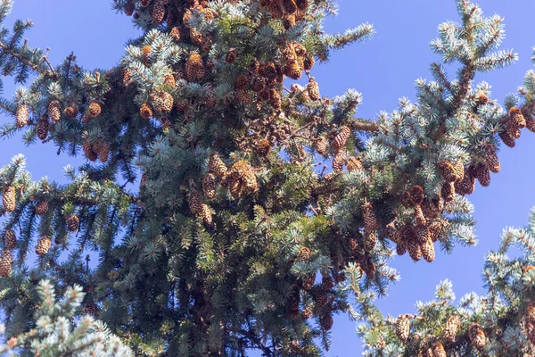 Ramos Verdes Uma Árvore Natal Cones Contexto Céu — Fotografia de Stock