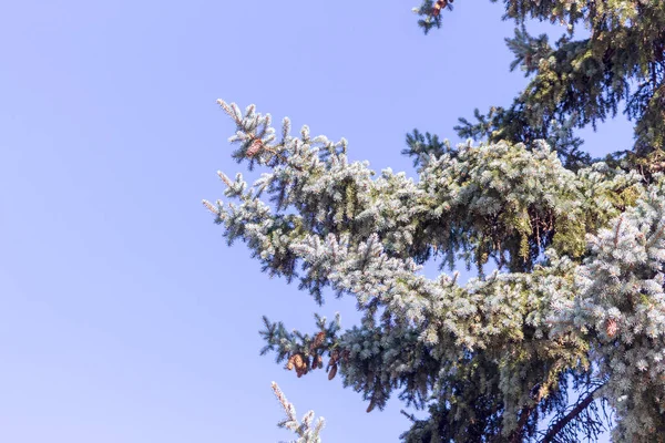Πράσινα Κλαδιά Χριστουγεννιάτικου Δέντρου Κώνους Φόντο Ουρανού — Φωτογραφία Αρχείου