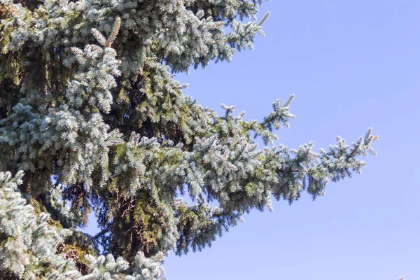 Gökyüzünün Arka Planındaki Koni Üzerinde Bir Noel Ağacının Yeşil Dalları — Stok fotoğraf
