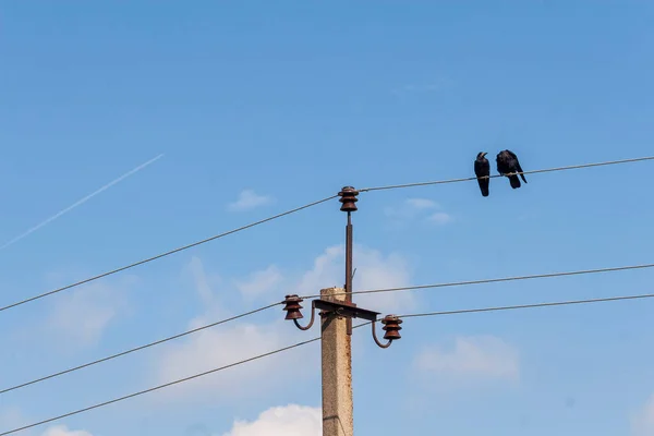 Corvos Negros Sentados Cabo Fundo Céu — Fotografia de Stock