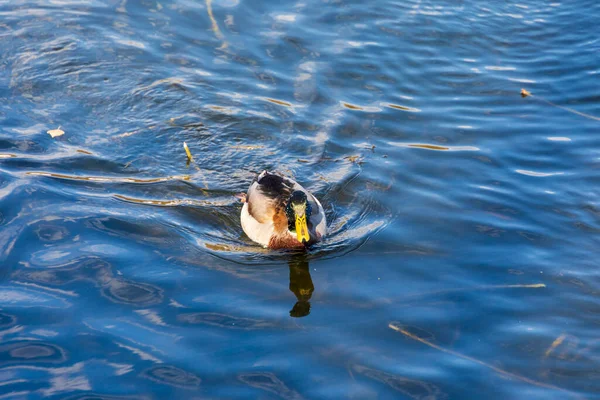 Canard Sauvage Dans Eau Lac Lors Une Tempête Automne — Photo