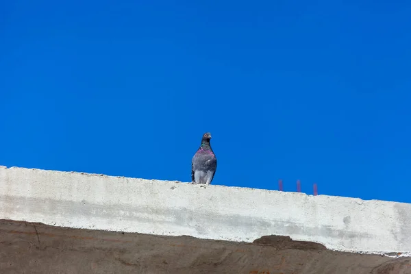 Wild Pigeons Sit Concrete Floor House Background Sky — Stock Photo, Image