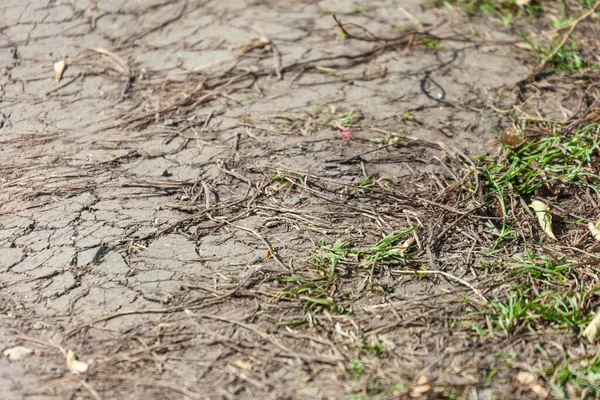 Dry Cracked Ground Park Shade — Stock Photo, Image