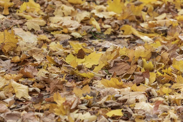 Prachtige Gele Herfstbladeren Van Bomen Het Park — Stockfoto