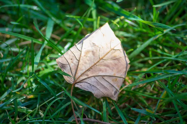 Mooie Gele Herfstbladeren Het Park Grond — Stockfoto