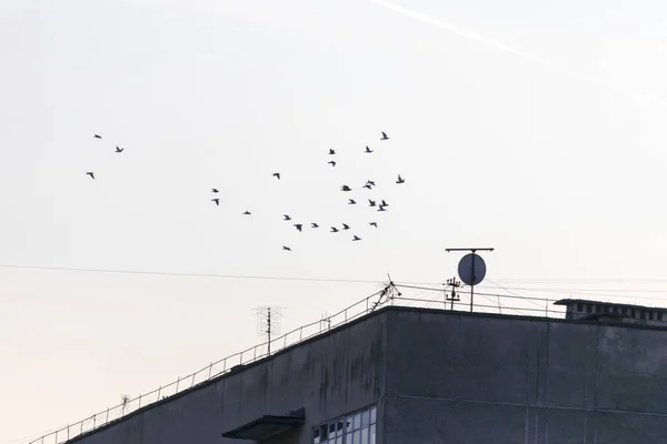 Ein Schwarm Wilder Tauben Fliegt Über Ein Haus — Stockfoto