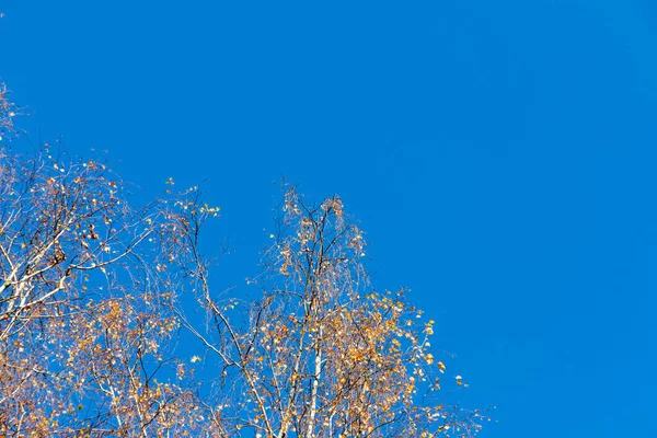 Boomtakken Met Herfstbladeren Een Achtergrond Van Blauwe Lucht — Stockfoto