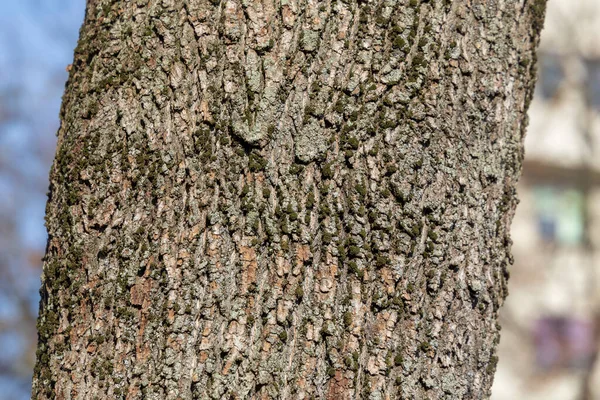 Textura Casca Uma Árvore Velha Parque Sol — Fotografia de Stock