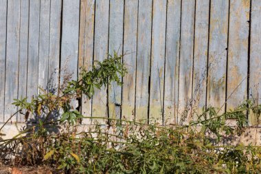 Parktaki arka planlar için ahşap tahtaların dokusu