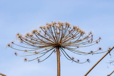 İnsan sağlığı için son derece tehlikeli olan Sosnowski 'nin yaban otudur.