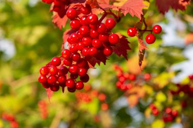 Ağustosta ağaçta kırmızı böğürtlen ve viburum demetleri