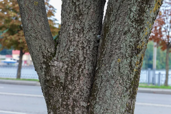 背景のための公園で栗の樹皮の質感 — ストック写真