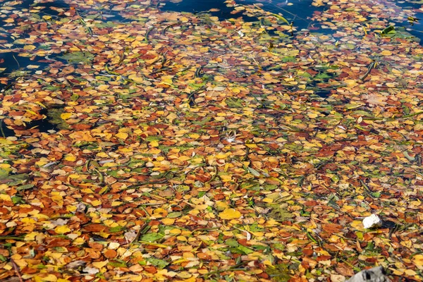 Όμορφα Κίτρινα Φθινοπωρινά Φύλλα Μια Λίμνη Τον Οκτώβριο — Φωτογραφία Αρχείου