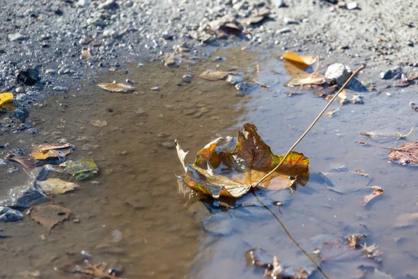 Gul Höst Löv Vattnet Oktober — Stockfoto