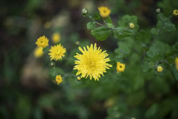 Lindas Flores Outono Jardim Outubro — Fotografia de Stock