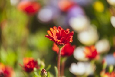 Parktaki bir çiçek tarhında güzel sonbahar çiçekleri