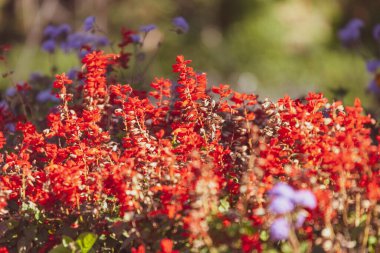 Parktaki bir çiçek tarhında güzel sonbahar çiçekleri