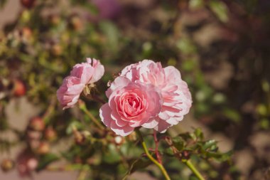 Parktaki bir çiçek tarhında pembe sonbahar gülleri