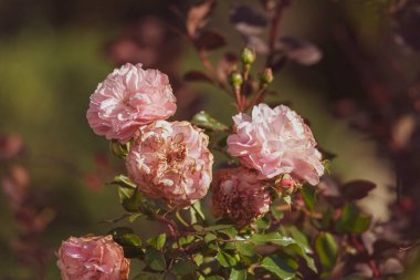 Parktaki bir çiçek tarhında pembe sonbahar gülleri