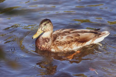 # Yaban ördeği yüzer gölette #