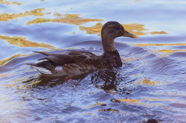 # Yaban ördeği yüzer gölette #