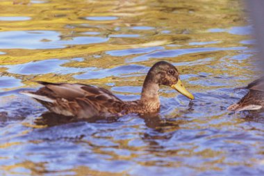 # Yaban ördeği yüzer gölette #