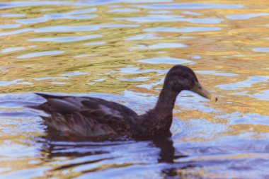 # Yaban ördeği yüzer gölette #